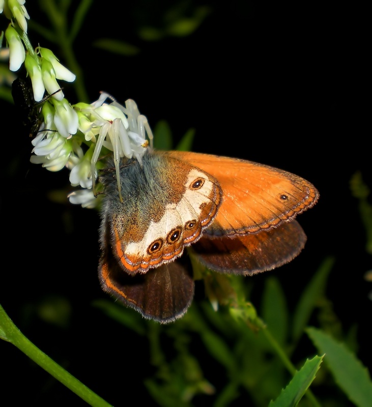 Predatori di farfalle